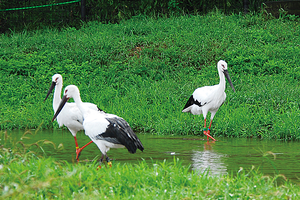 コウノトリの郷公園