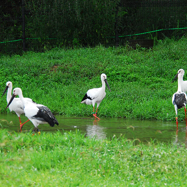 野生復帰したコウノトリが教える地域環境づくり