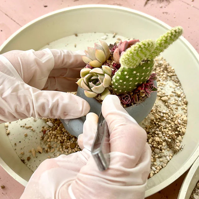 多肉植物寄せ植え体験～但馬特有の寒暖差は多肉植物をより美しくする