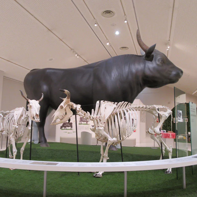 知りたい、食べたい、触れてみたい！黒毛和牛のルーツ・但馬牛