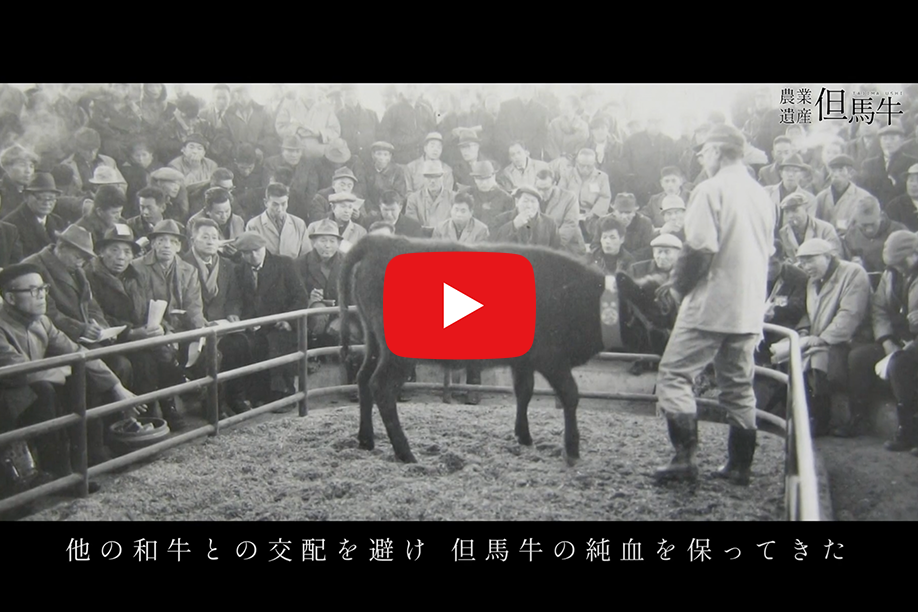 日本農業遺産「兵庫美方地域の但馬牛システム」（1分）